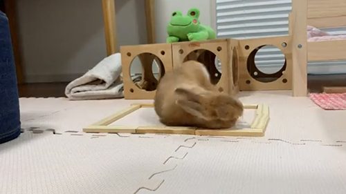 ごろんするウサちゃん
