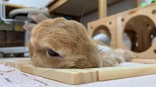 ブロック枕ウサちゃん