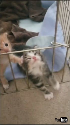 「Kitten Struggles to Climb Over Fence in Cage - 1216652」