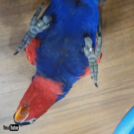 「Hyper Parrot Loves Playing Peekaboo || ViralHog」