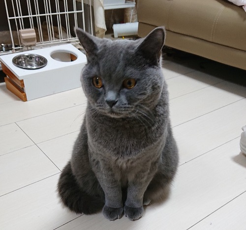 ペット手帳 ベストショット