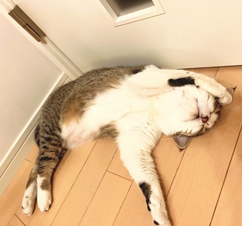 ペット手帳 ベストショット