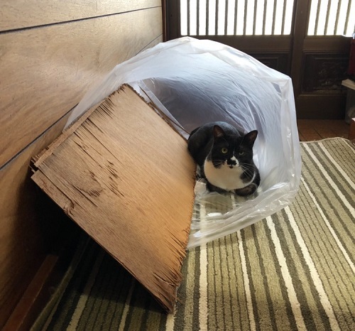 ペット手帳 ベストショット