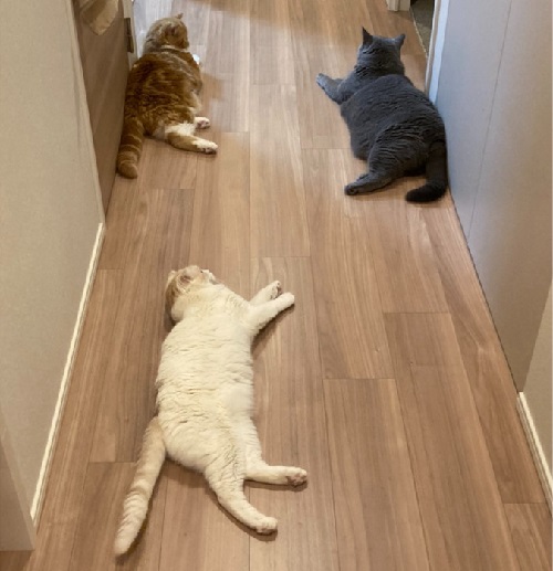 ペット手帳 ベストショット