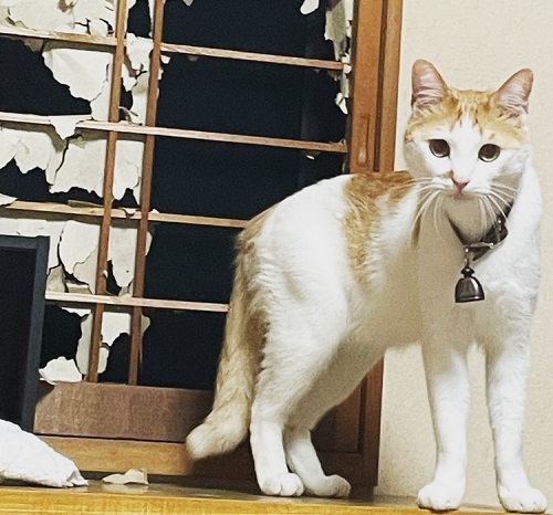 ペット手帳 ベストショット