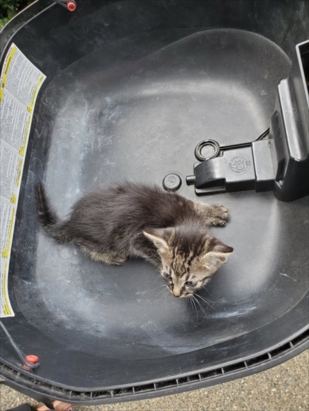 バイクのリアボックスに入れられていた子猫