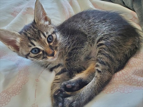 バイクのリアボックスに入れられていた子猫