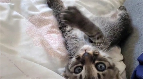 バイクのリアボックスに入れられていた子猫