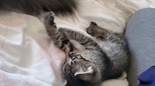 バイクのリアボックスに入れられていた子猫