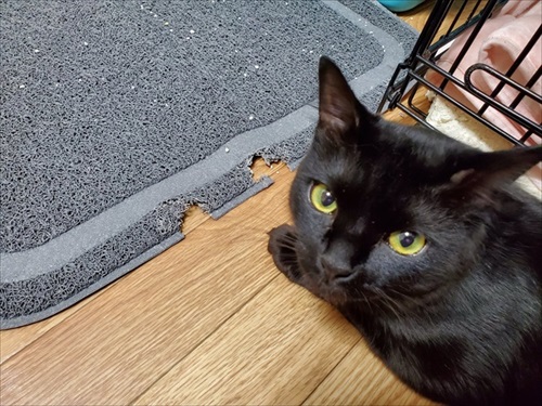 バイクのリアボックスに入れられていた子猫