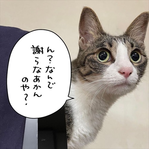 少しだけゴハンを残す猫ちゃん