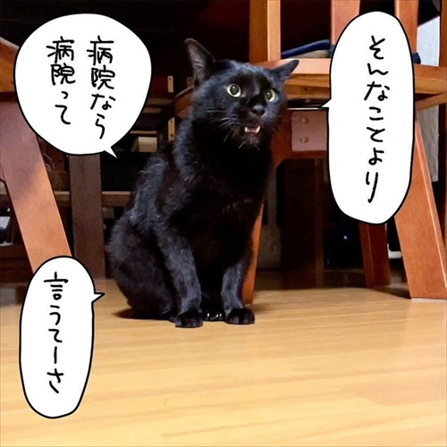 少しだけゴハンを残す猫ちゃん