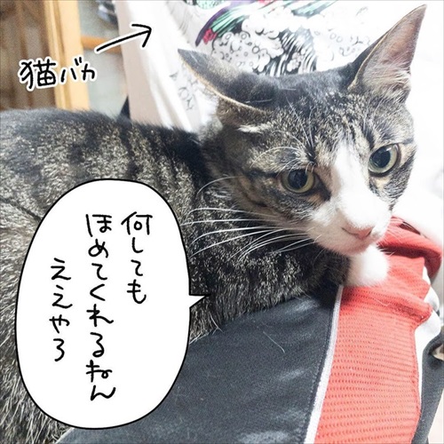 少しだけゴハンを残す猫ちゃん