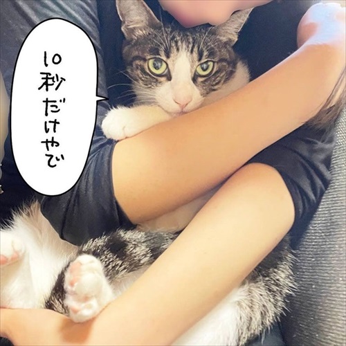 少しだけゴハンを残す猫ちゃん