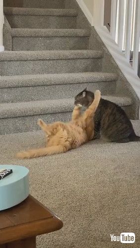 「Crafty Kitty Keeps Brother in Cheeky Hold || ViralHog」