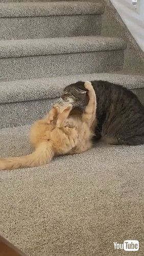 「Crafty Kitty Keeps Brother in Cheeky Hold || ViralHog」