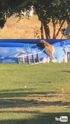 「Dog Saves Puppy Pal From Pool || ViralHog」