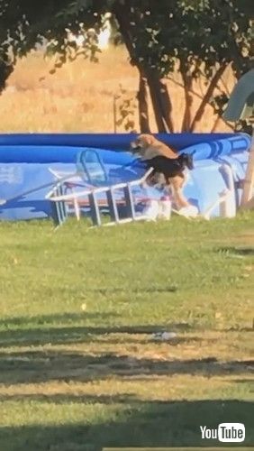 「Dog Saves Puppy Pal From Pool || ViralHog」