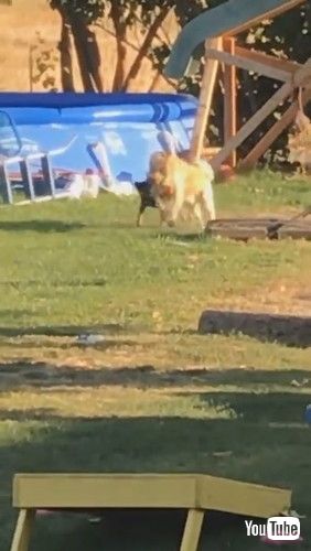 「Dog Saves Puppy Pal From Pool || ViralHog」