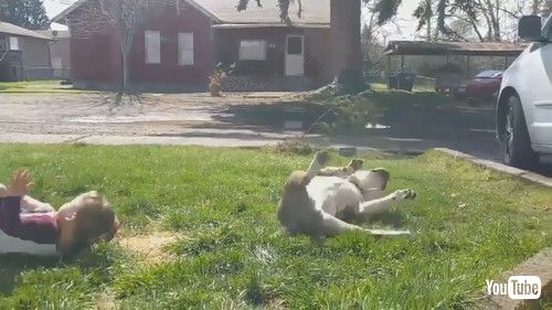 「Boy Rolls Down On Grass Where Pet Dog Just Peed - 1221413」