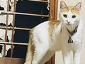 【ベストショット】面白いポーズの猫ちゃんたち 2021年9月号