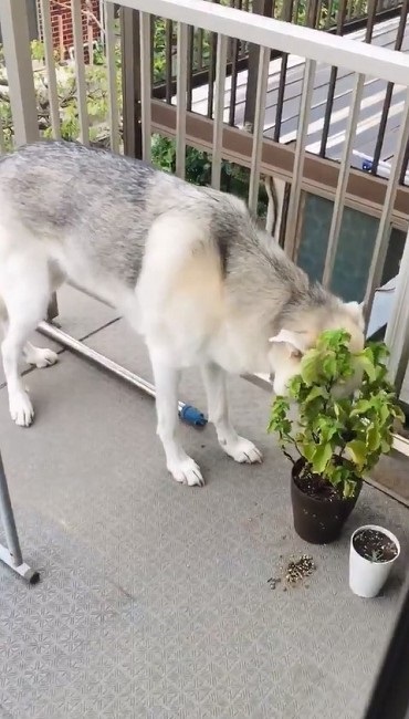 シソを食べるワンちゃん