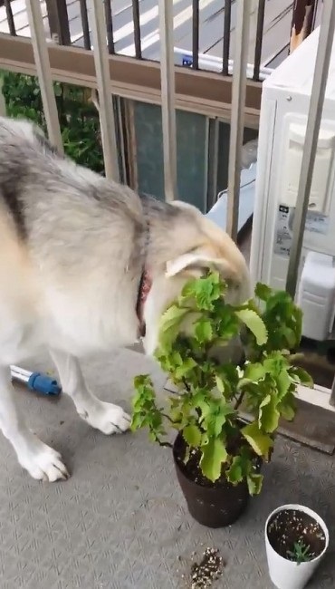 シソを食べるワンちゃん