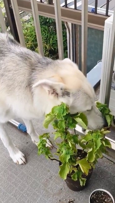 シソを食べるワンちゃん