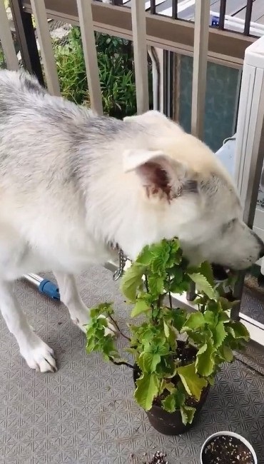 シソを食べるワンちゃん