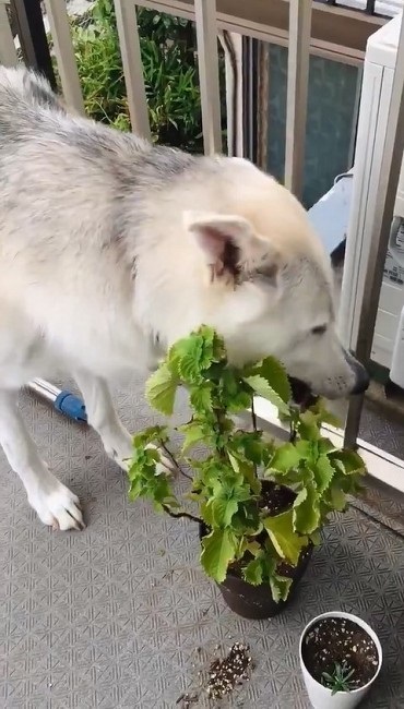 シソを食べるワンちゃん
