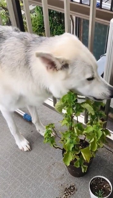 シソを食べるワンちゃん