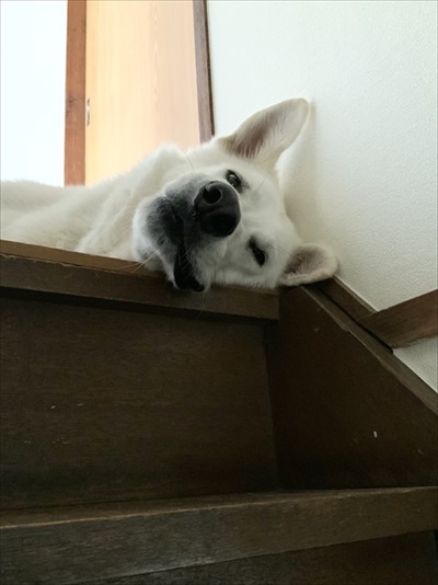 シソを食べるワンちゃん