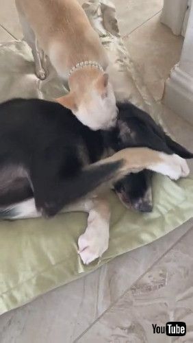 「Pesky Pup Wants to Play || ViralHog」