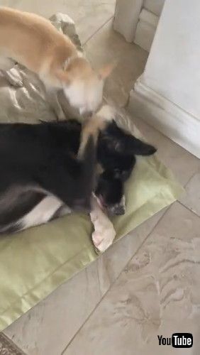 「Pesky Pup Wants to Play || ViralHog」