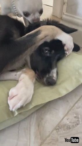 「Pesky Pup Wants to Play || ViralHog」