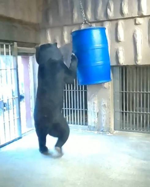 東山動植物園 マレーグマ マーチン君 人が入ってるみたいな