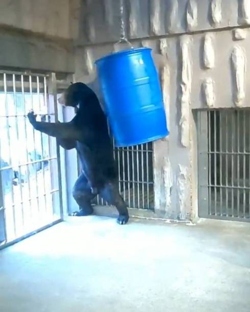 東山動植物園 マレーグマ マーチン君 人が入ってるみたいな