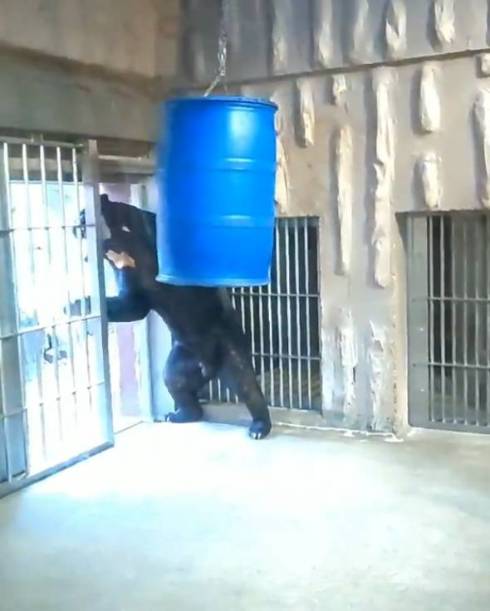 東山動植物園 マレーグマ マーチン君 人が入ってるみたいな