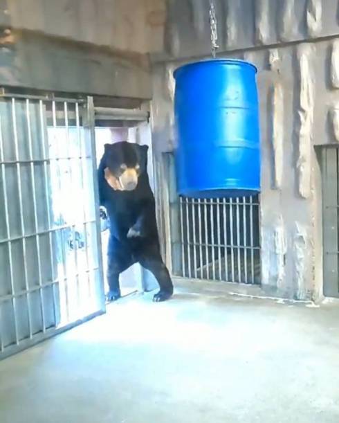 東山動植物園 マレーグマ マーチン君 人が入ってるみたいな