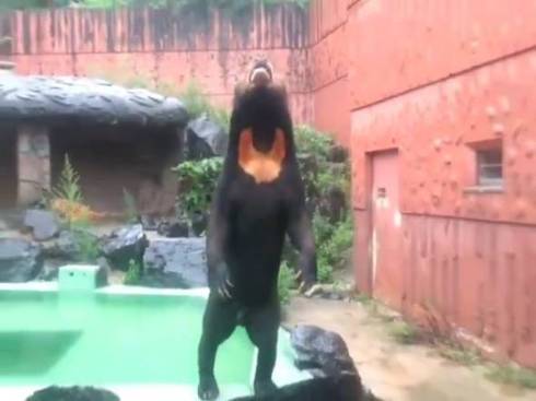 東山動植物園 マレーグマ マーチン君 人が入ってるみたいな