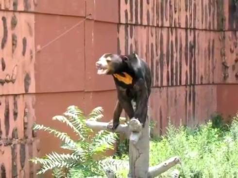 東山動植物園 マレーグマ マーチン君 人が入ってるみたいな