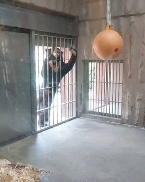 東山動植物園 マレーグマ マーチン君 人が入ってるみたいな