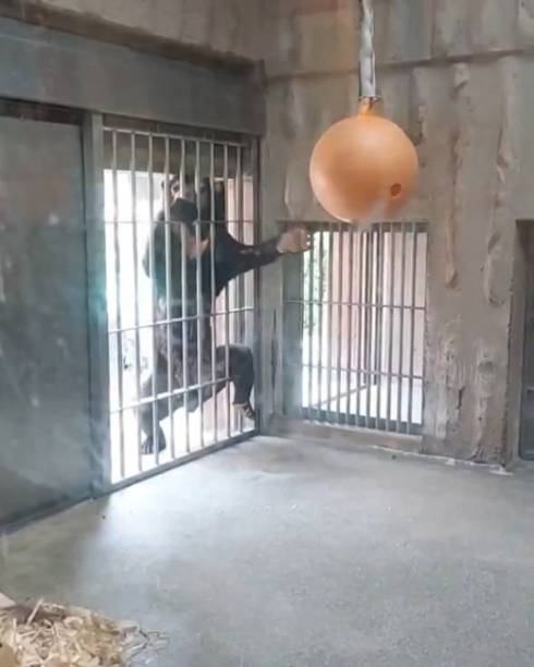 東山動植物園 マレーグマ マーチン君 人が入ってるみたいな