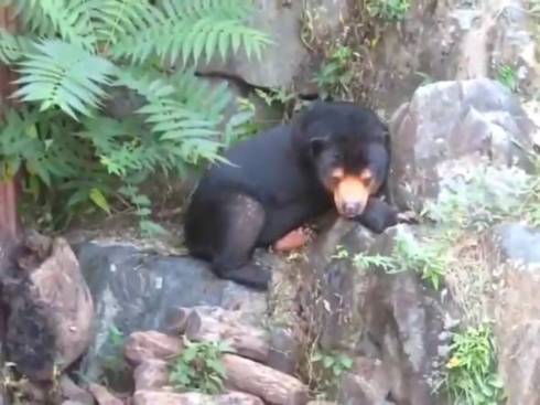 東山動植物園 マレーグマ マーチン君 人が入ってるみたいな