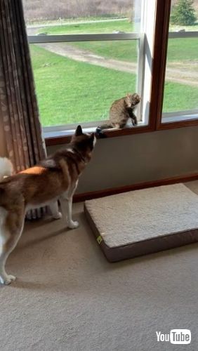 Pleads for Feline Friendship