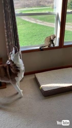 Pleads for Feline Friendship