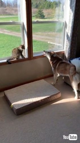 Pleads for Feline Friendship