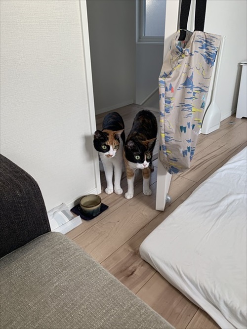 リングフィットを怖がる猫ちゃん