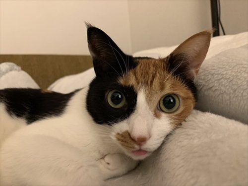 リングフィットを怖がる猫ちゃん