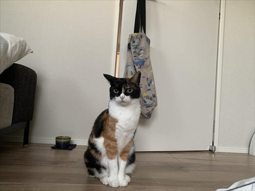 リングフィットを怖がる猫ちゃん